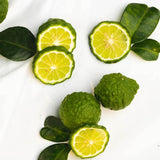 Cassumunar Ginger Thai Wan Plai Relief & Recovery Body Herbal Compression - Sudtana