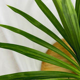 Cassumunar Ginger Thai Wan Plai Relief & Recovery Body Herbal Compression - Sudtana