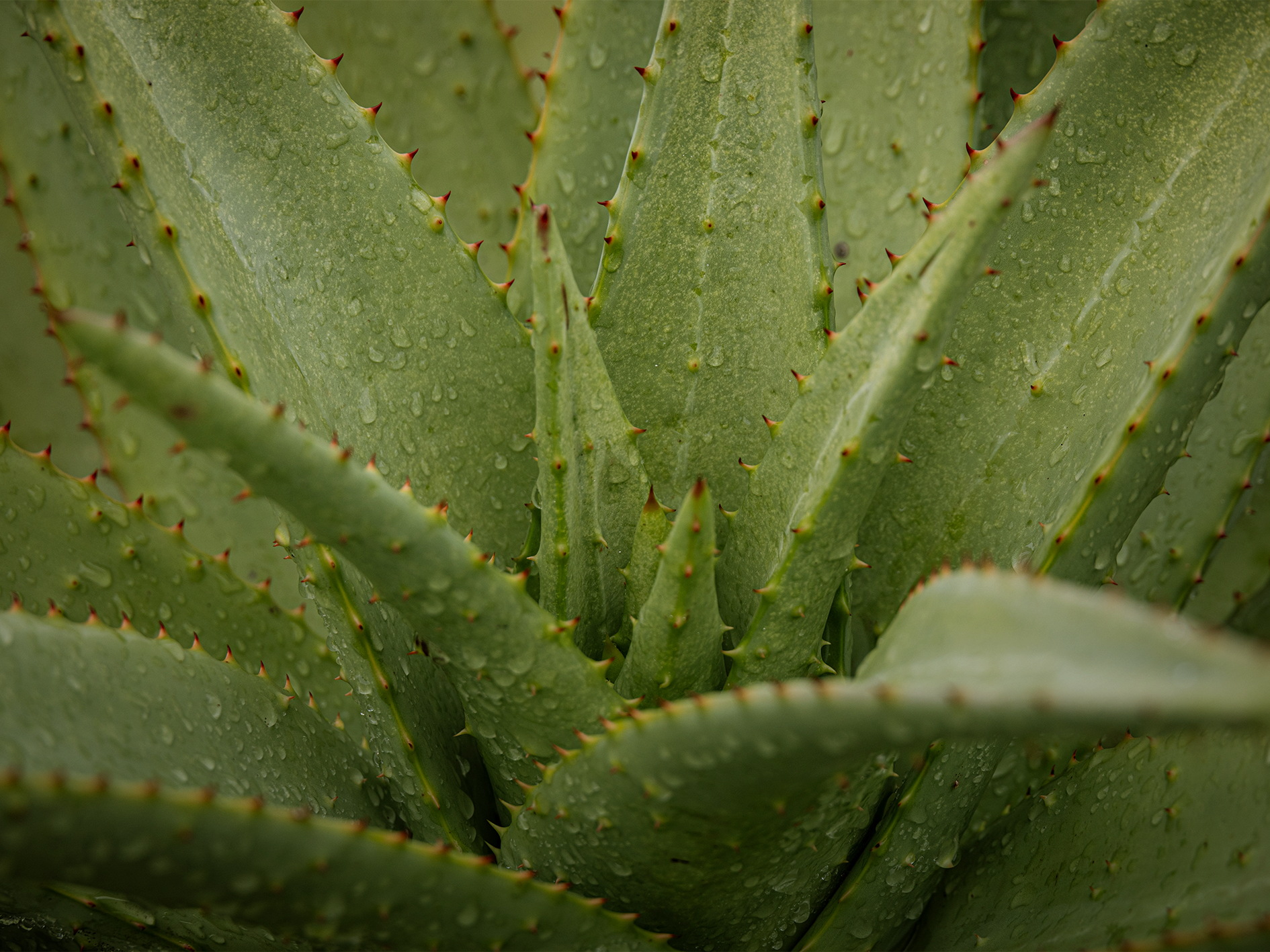 Aloe Vera · ว่านหางจระเข้