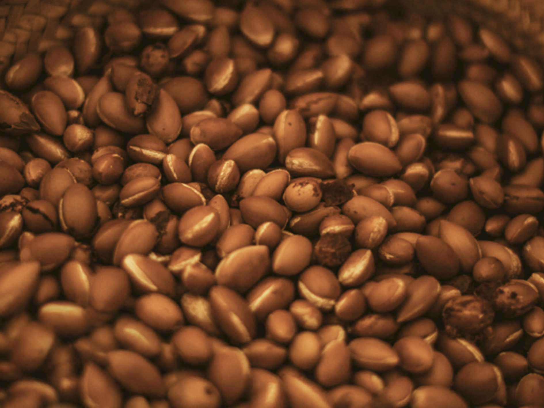 Argan · อาร์แกน