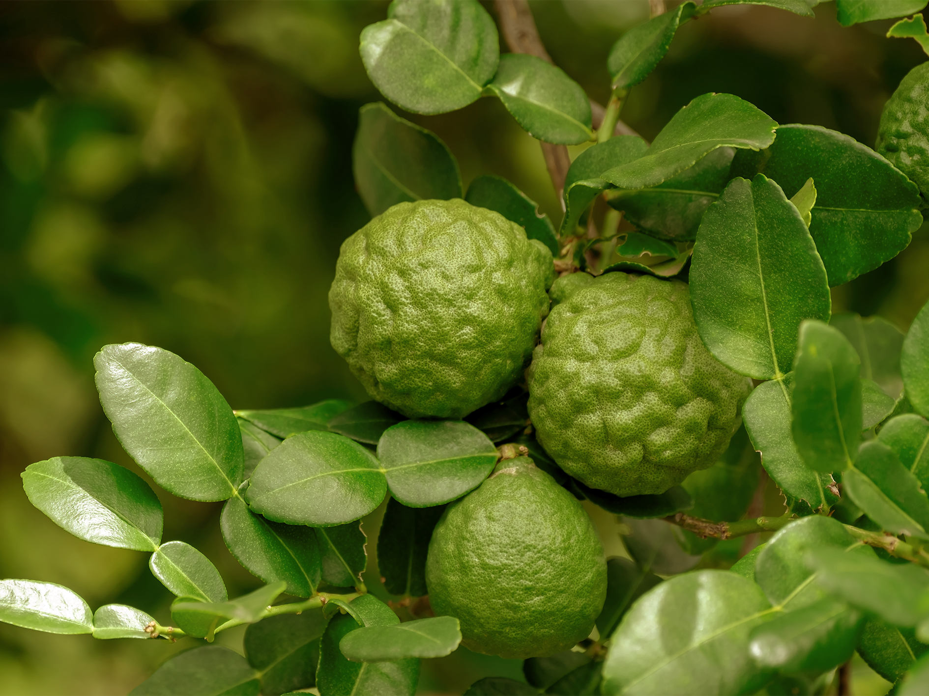 Kaffir Lime / Bergamot · มะกรูด