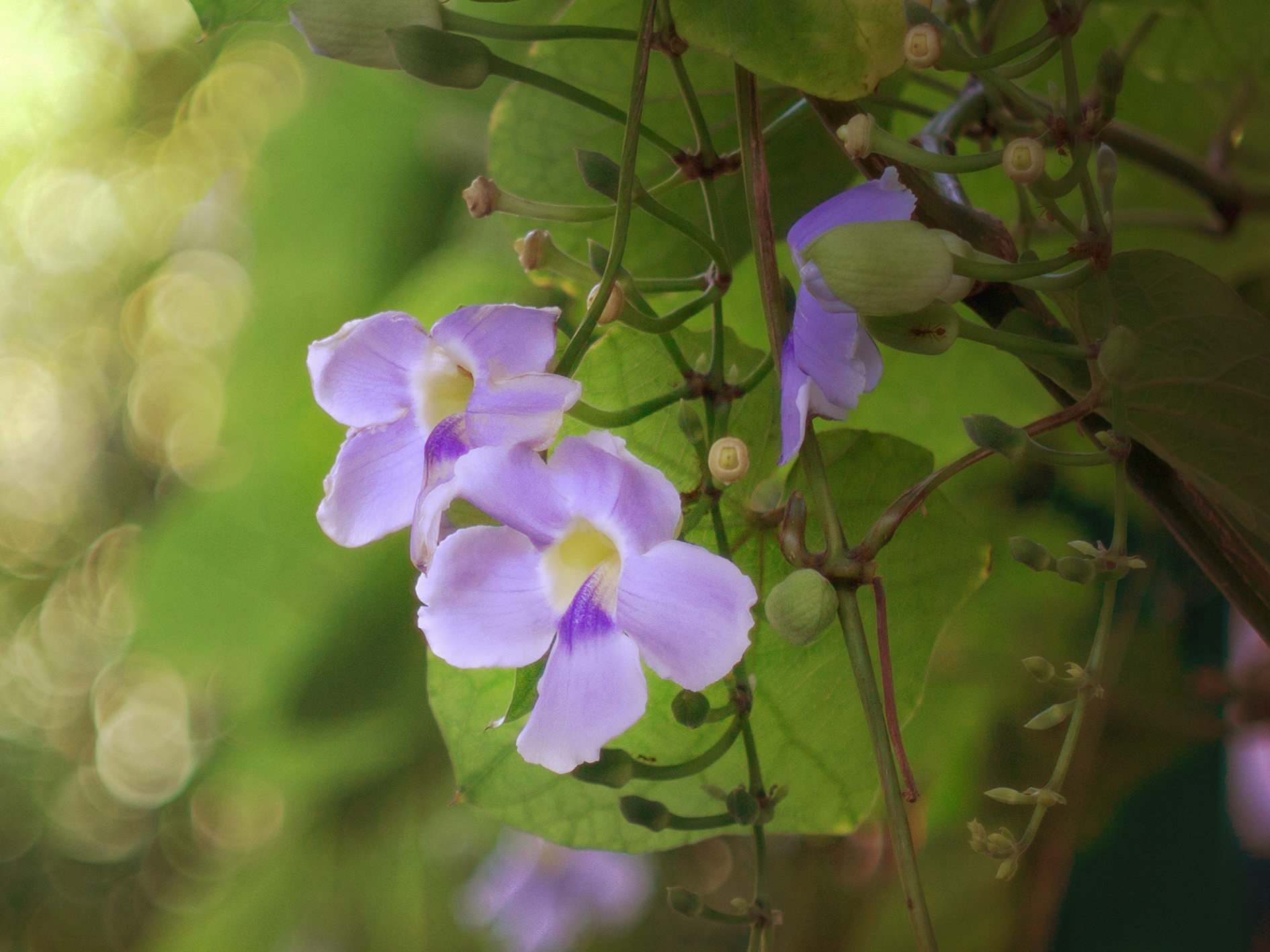 Blue Trumpet Vine · รางจืด
