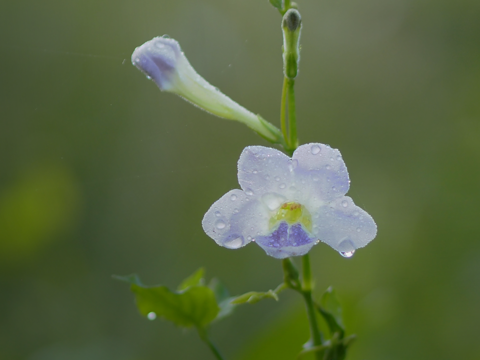 Chinese Violet · บาหยา
