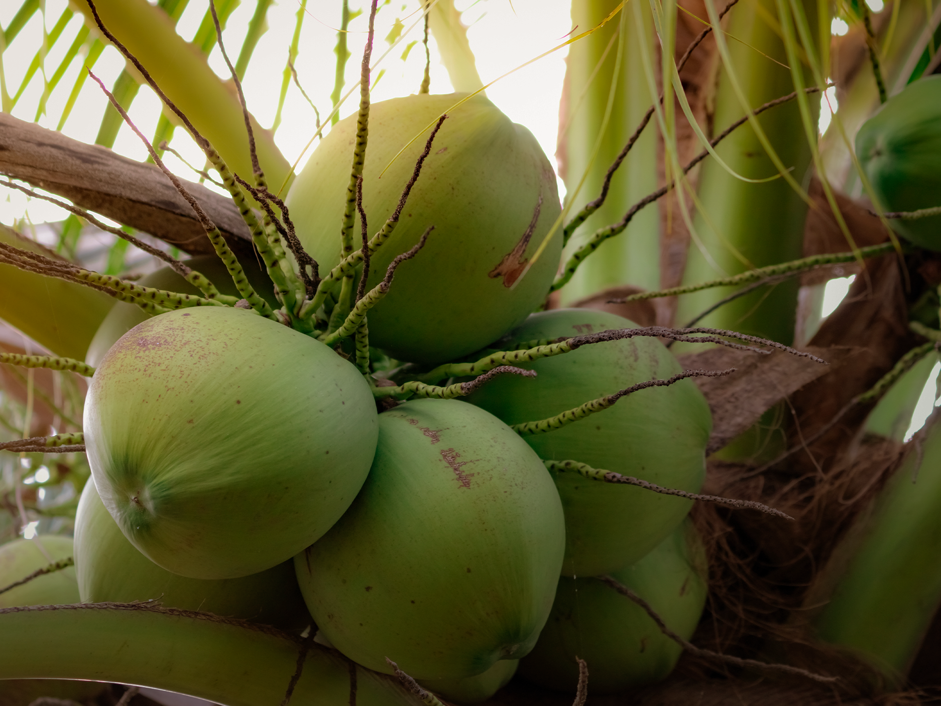 Coconut · มะพร้าว
