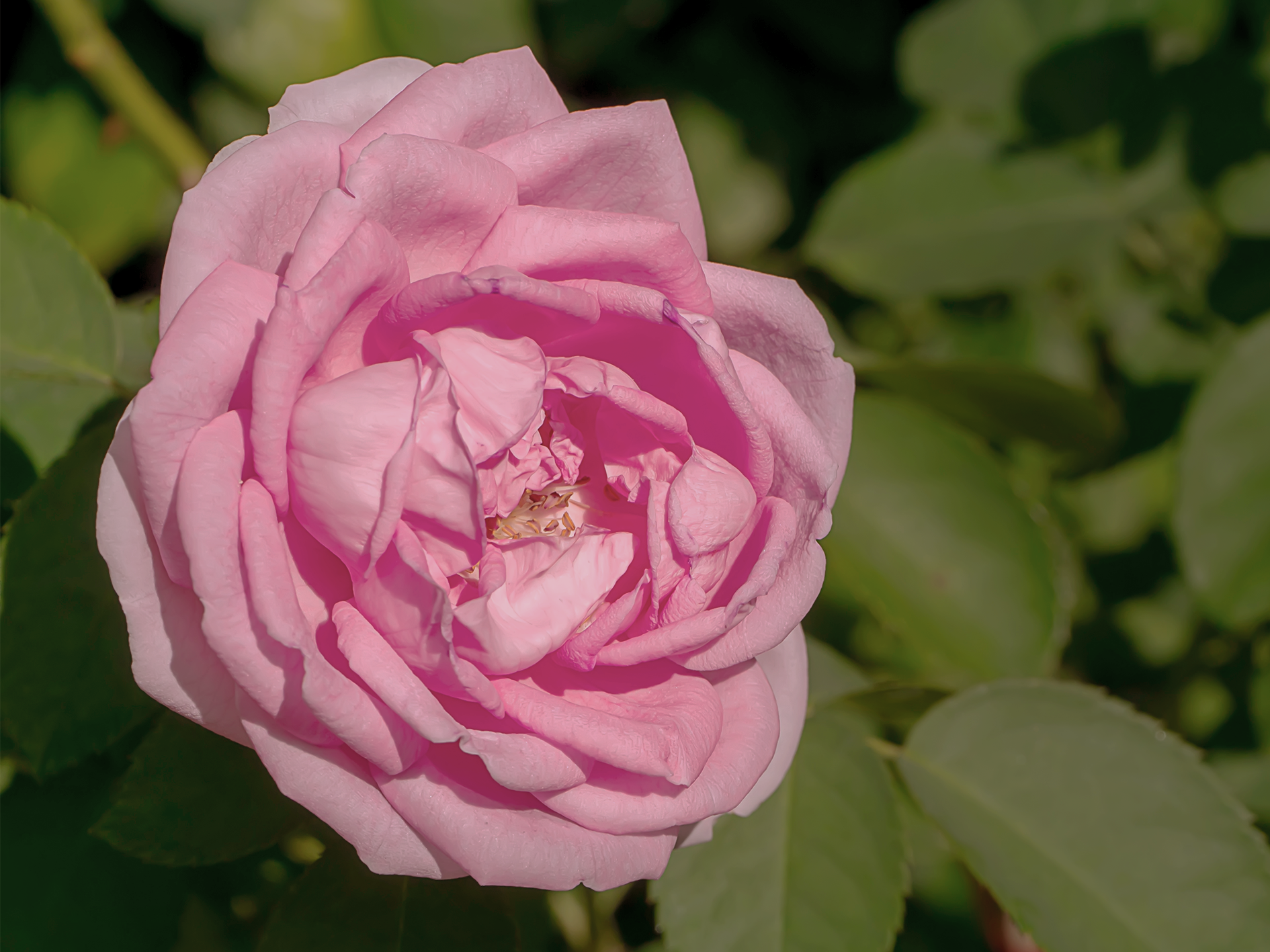 Damask Rose · กุหลาบดามัสก์