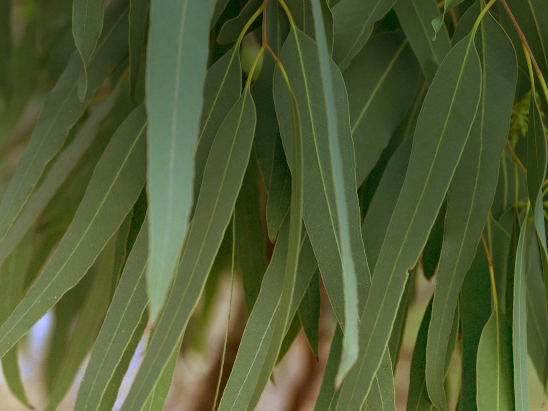 Eucalyptus · ยูคาลิปตัส