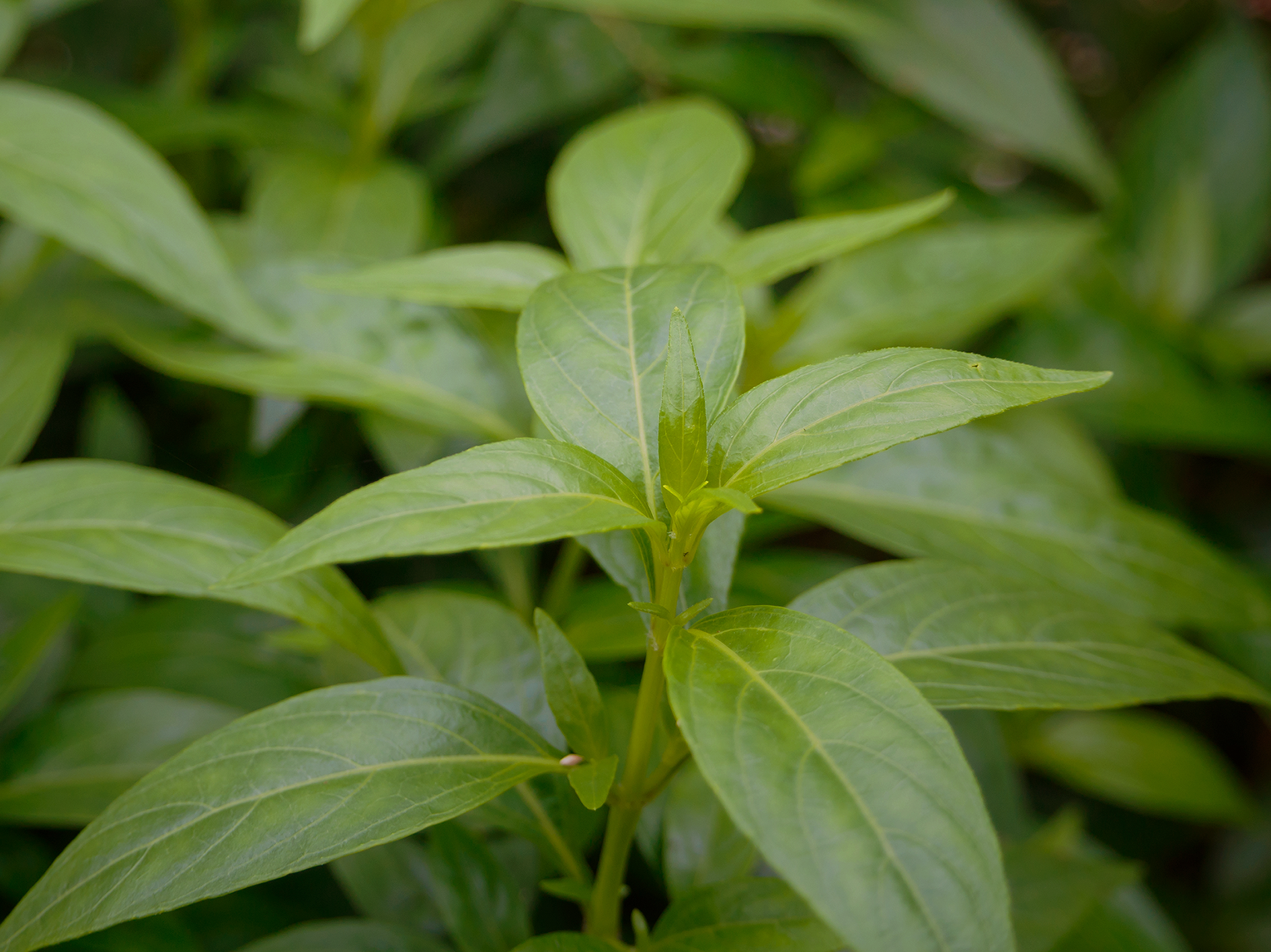 Green Chiretta · ฟ้าทะลายโจร