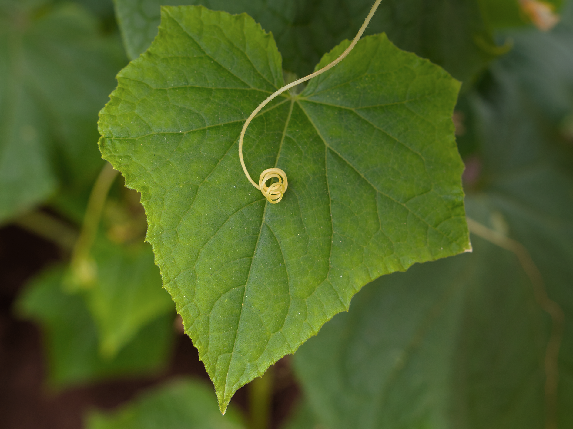 Ivy Gourd · ตำลึง