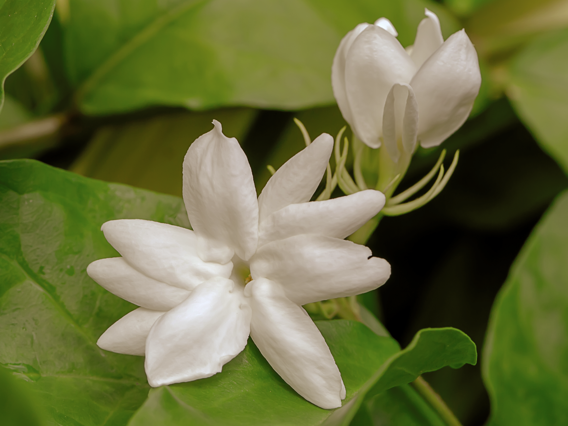 Jasmine · มะลิ