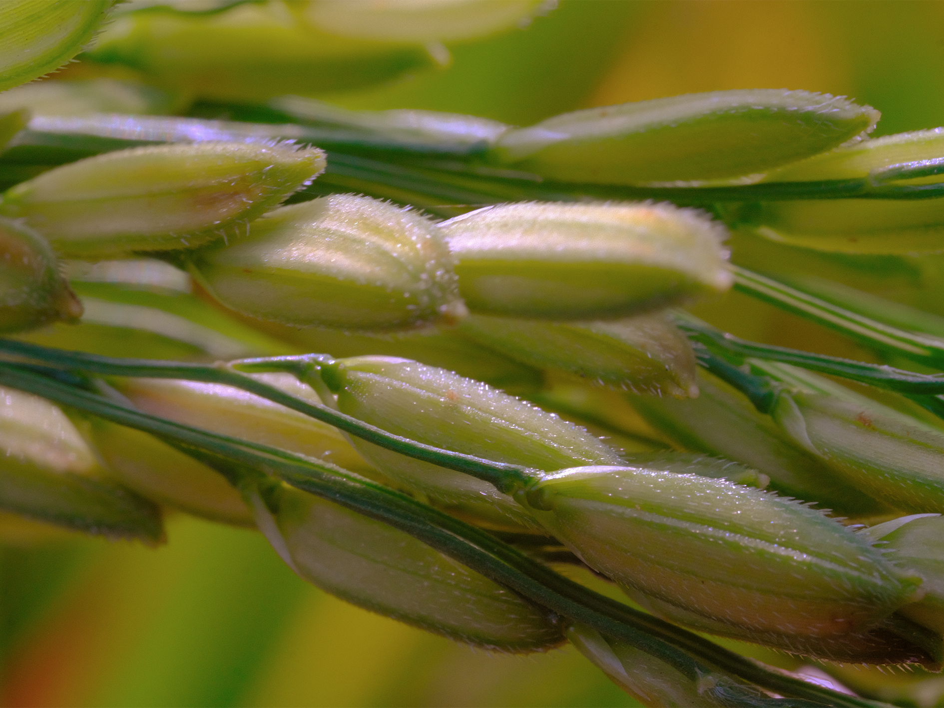 Jasmine Rice · ข้าวหอมมะลิ