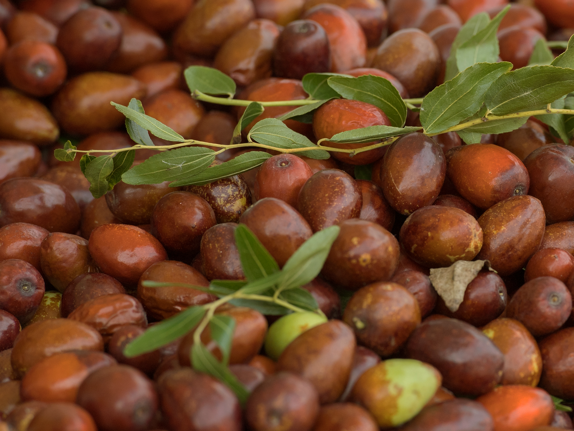 Jojoba · โจโจบา