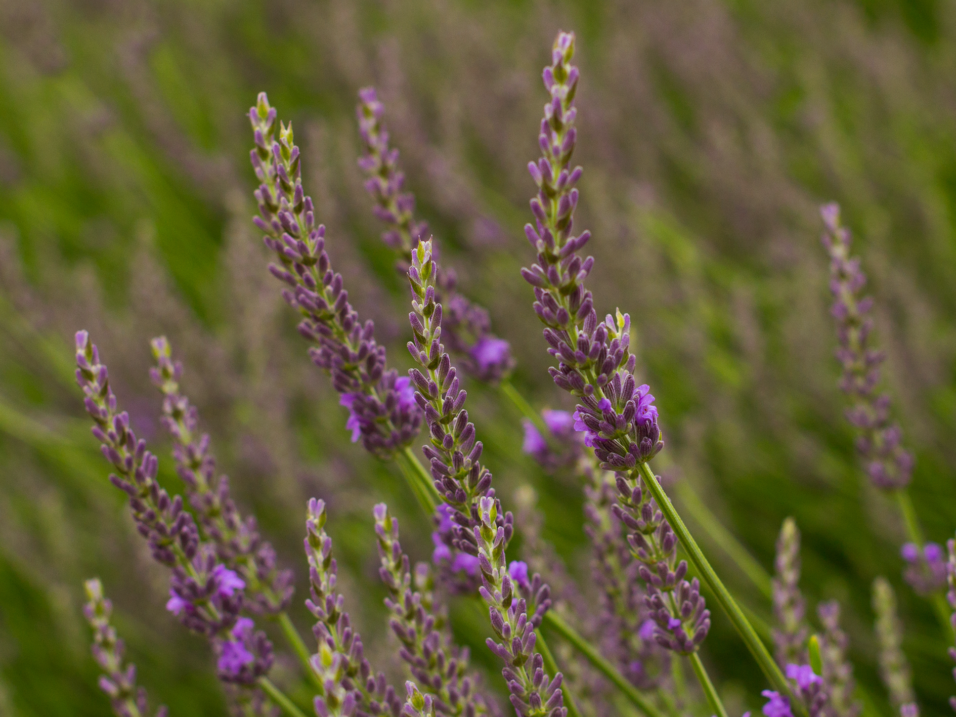 Lavender · ลาเวนเดอร์