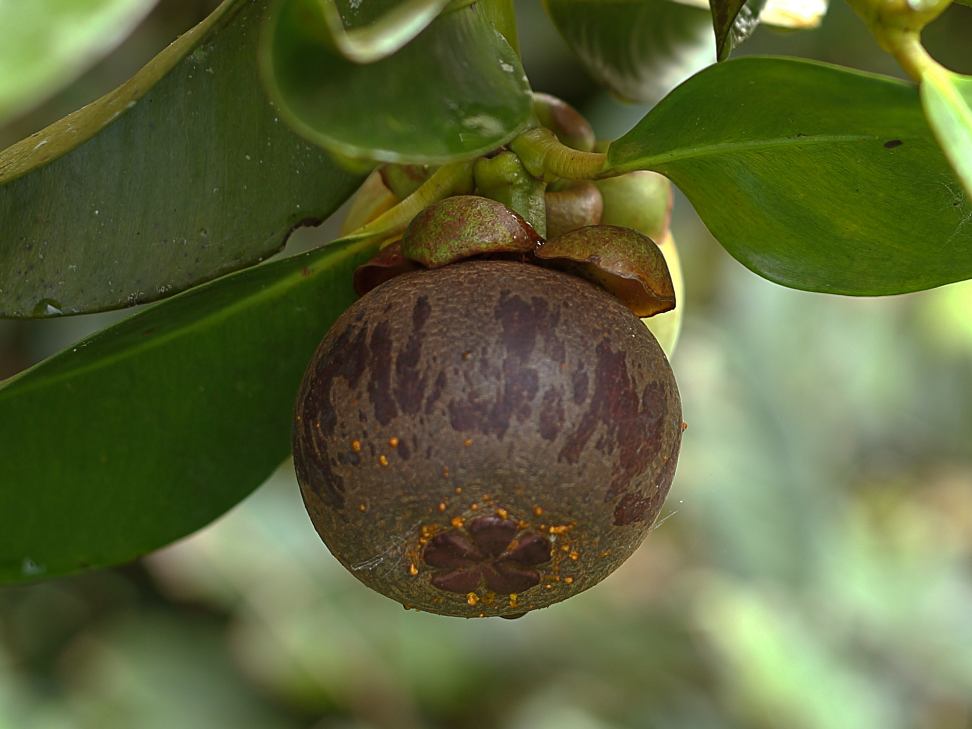 Mangosteen · มังคุด