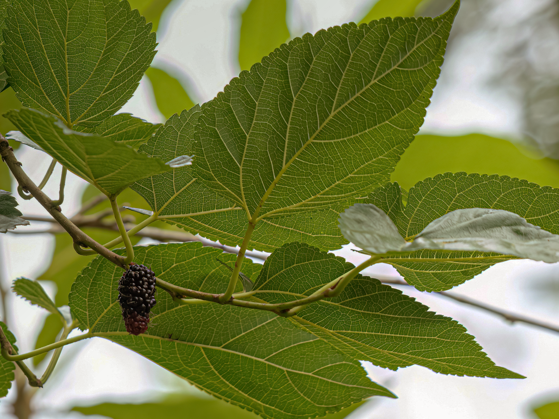 Mulberry Leaf · ใบหม่อน