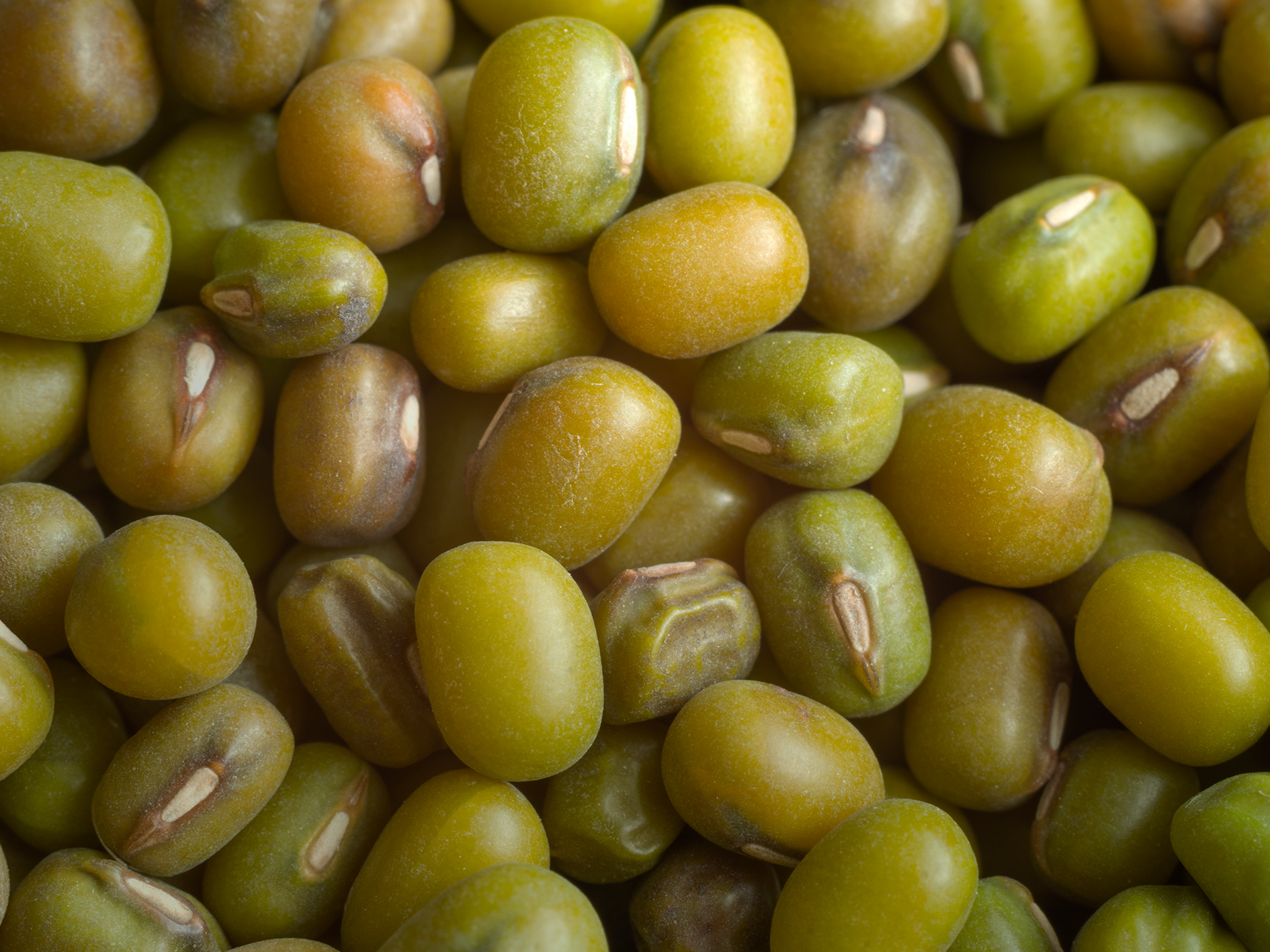 Mung Bean · ถั่วเขียว