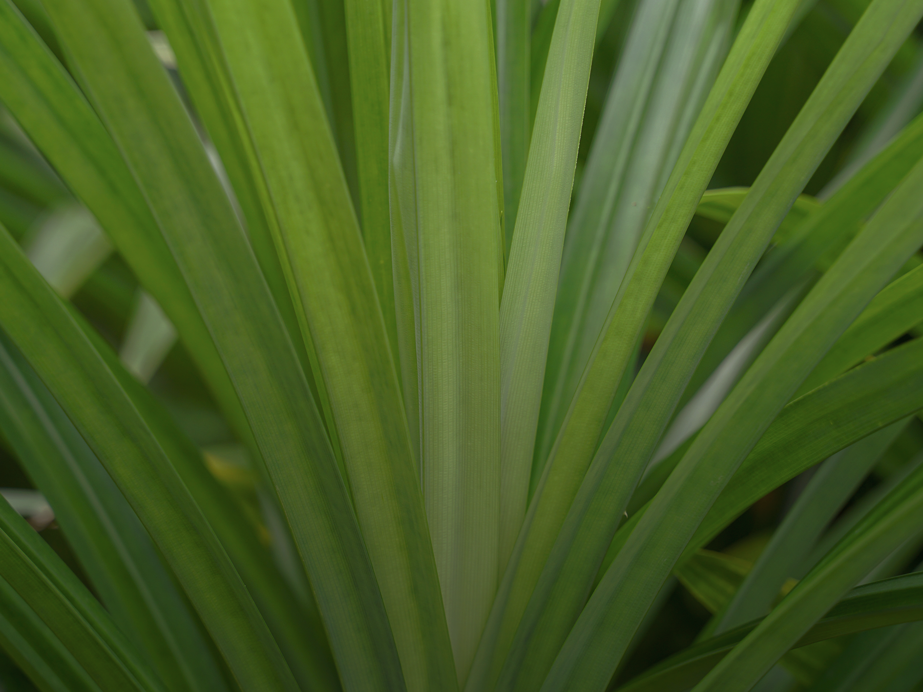 Pandan · ใบเตย