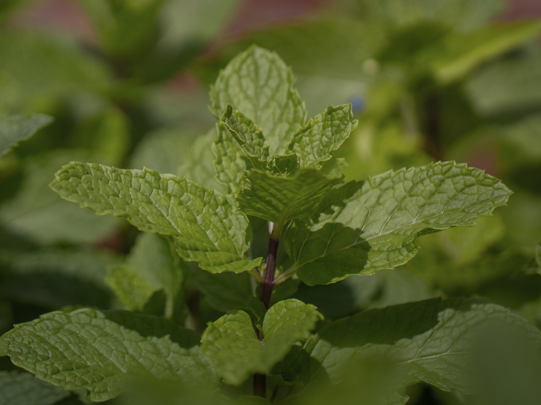 Peppermint · เปปเปอร์มินต์