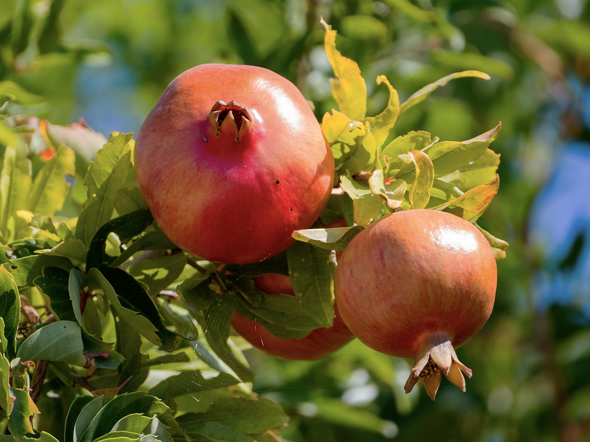 Pomegranate · ทับทิม