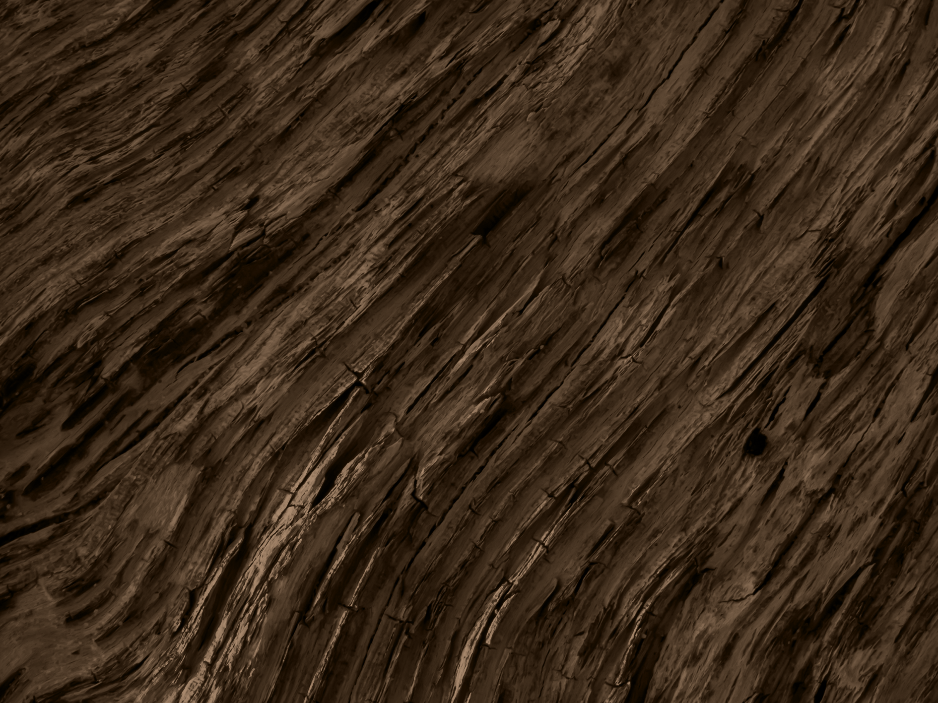 Sandalwood · ไม้จันทน์