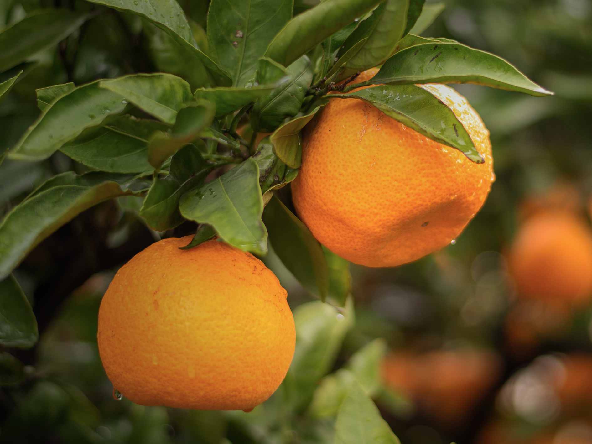 Tangerine · ส้มเขียวหวาน