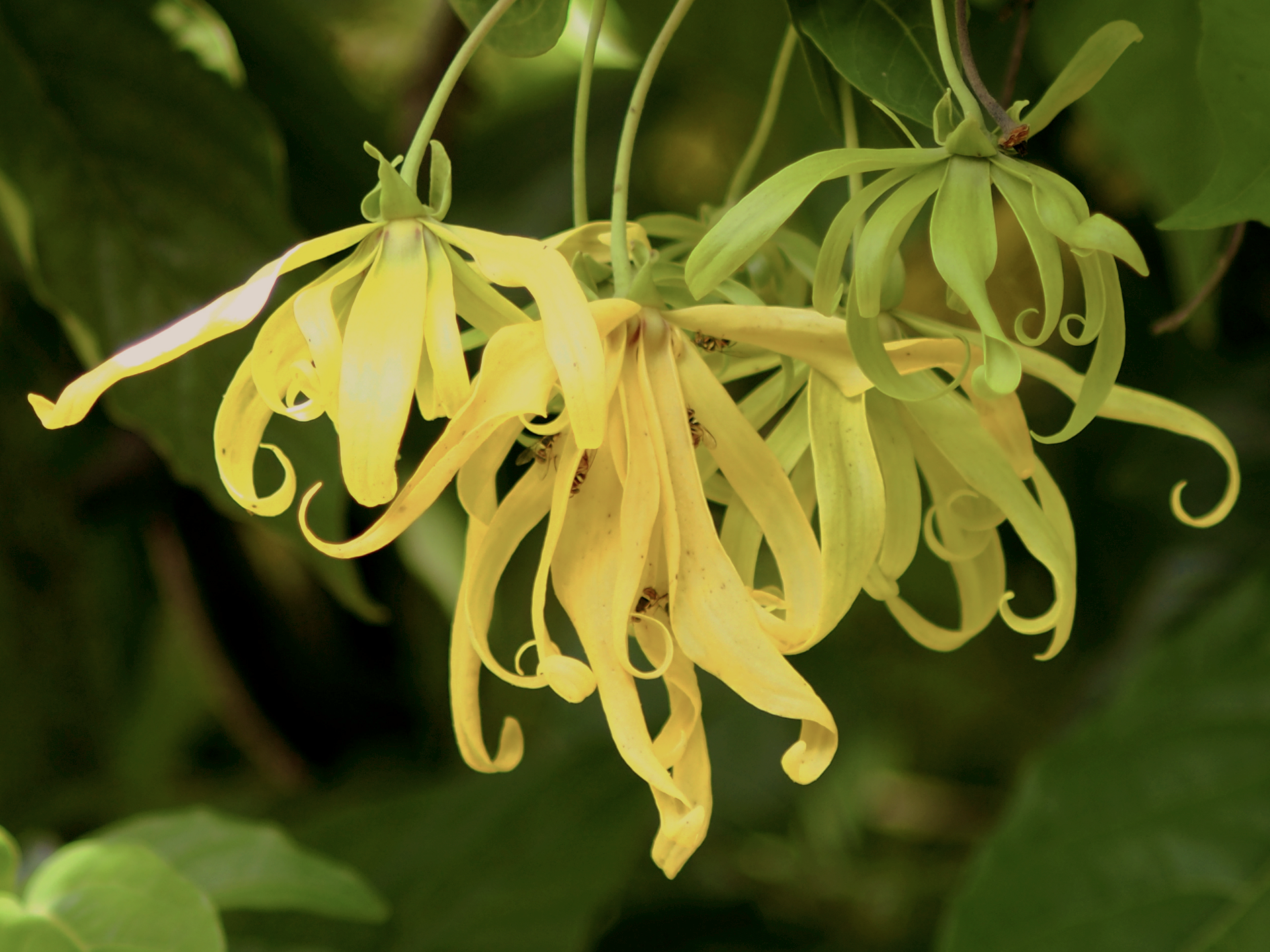 Ylang Ylang · กระดังงา
