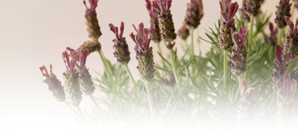 Stalks of organic lavender sourced from Thailand and displayed on a clean, bright background.