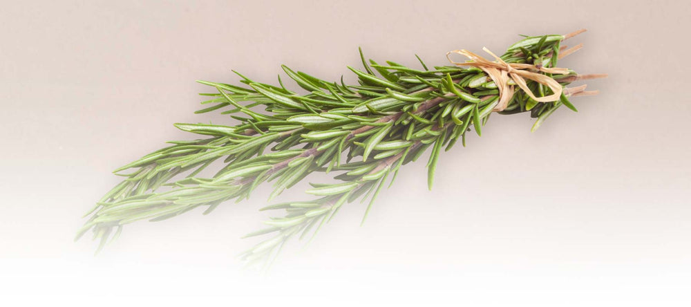 Hydrating rosemary herb used in SUDTANA’s natural products to nourish and moisturize the skin.