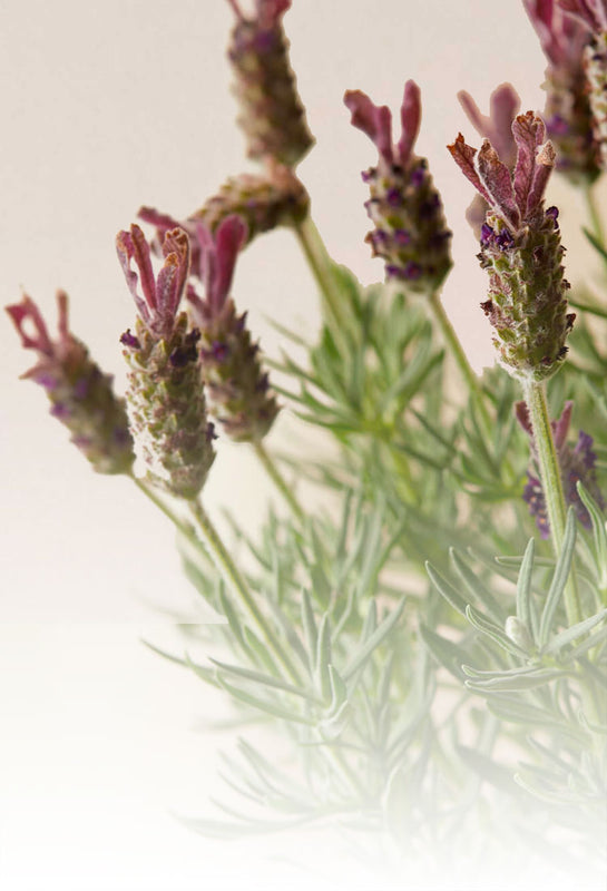 Stalks of organic lavender sourced from Thailand and displayed on a clean, bright background