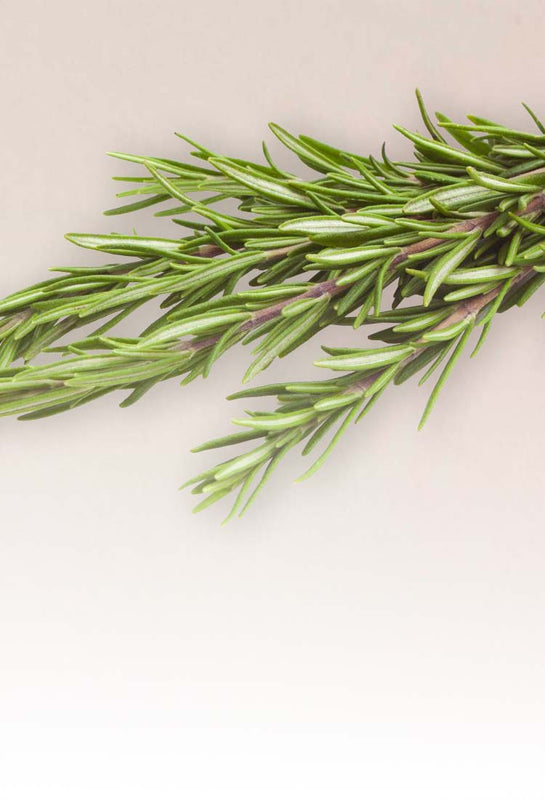 Organic rosemary harvested sustainably for SUDTANA’s clean, eco-friendly beauty treatments inspired by Thai herbal traditions.